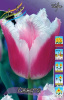 Тюльпан Сиеста, бахром. (8)